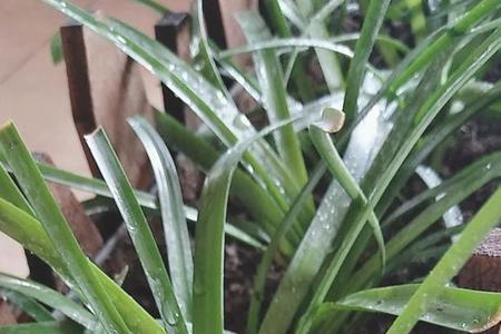 风雨兰叶子长得特别细