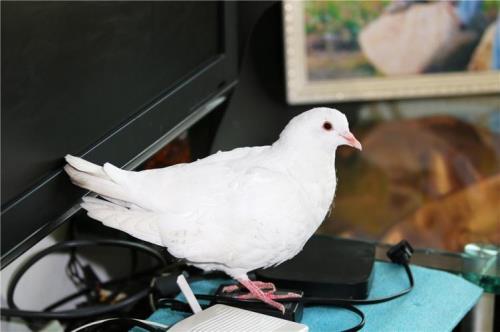 家养鸽子放飞了能活吗