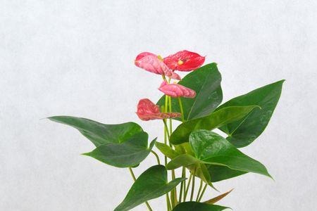 红掌的盆子要多大才适合
