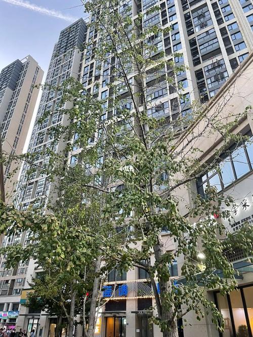 衣服掉在楼下的树上了怎么办