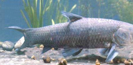 鱼在水里可以称重量吗