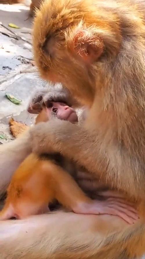小猴子长大了会不会认妈妈