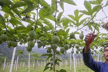 百香果藤一天能长多高