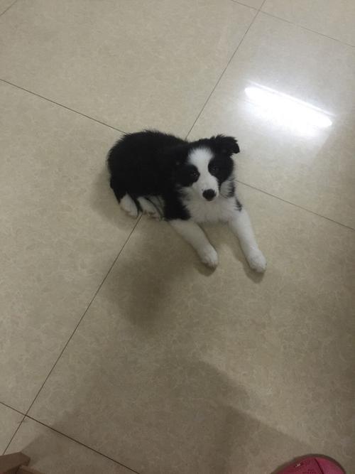边牧几个月才能憋尿