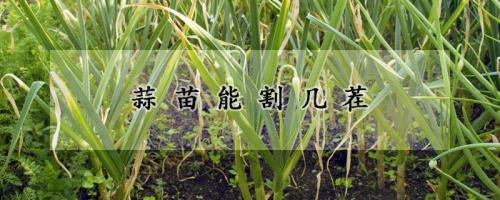 蒜苗长几茬