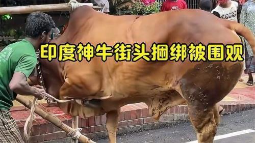 卖牛时牛下跪真实原因