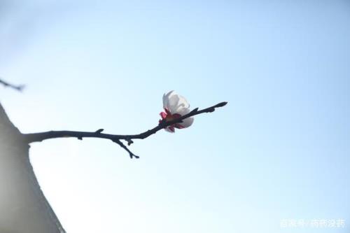 扰雾鸠归什么意思