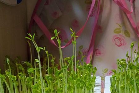 无土栽培豌豆苗可以收割二次吗