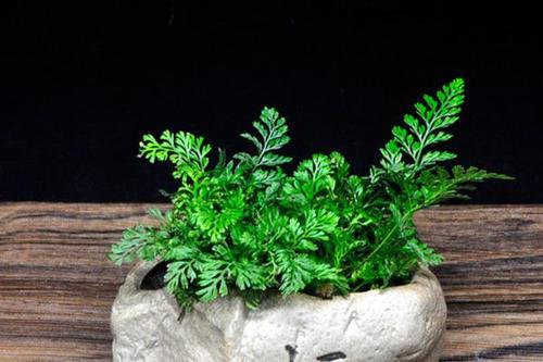 狼尾蕨用多大的盆合适