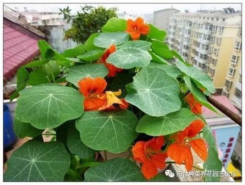 旱金莲摘心的方法