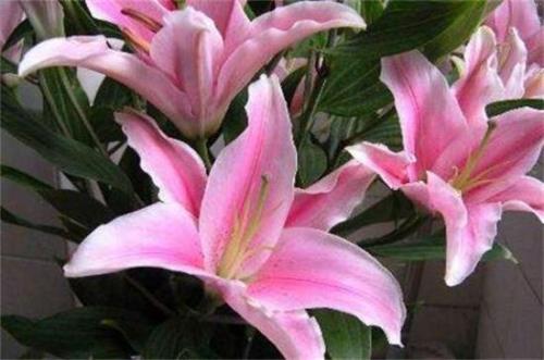 木百合花语