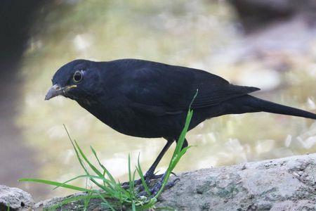飞雏乌鸫能养熟吗