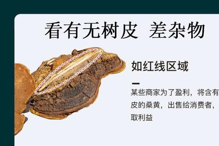 野生桑黄和种植桑黄的区别