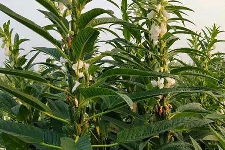 7月15号种芝麻晚不晚