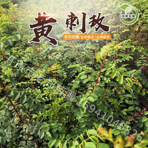 榆树嫁接刺莓花可以吗