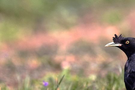 白颈鸦怎么分公母