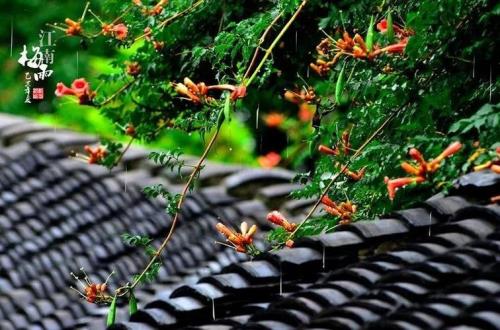 梅雨连连的意思