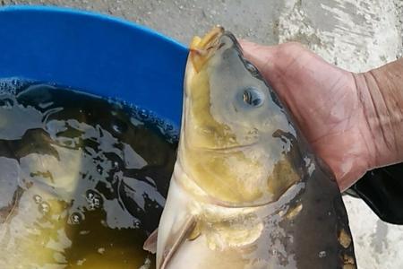 红烧裸鲤正宗做法