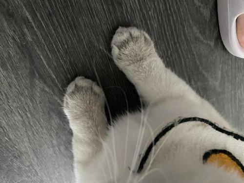为什么猫会突然跑到我的腿上呢