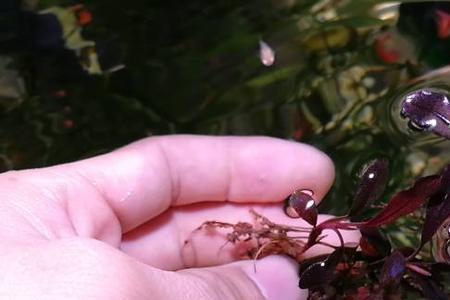 辣椒榕发黄是什么原因