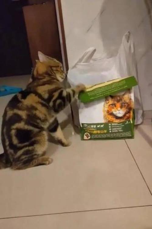 为什么小猫咪吃饱了，跑来跑去