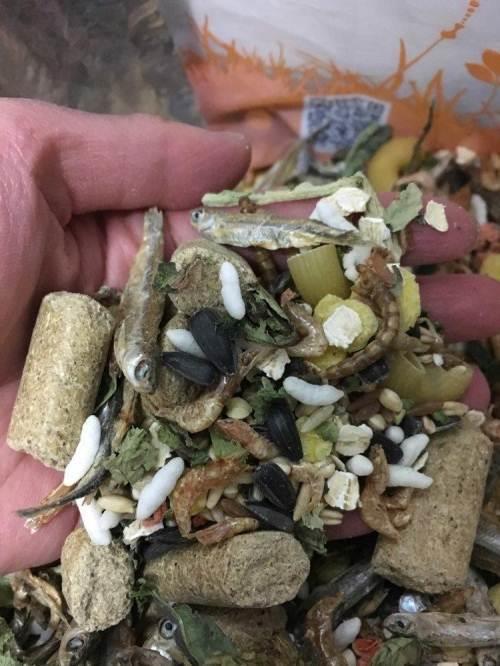 花枝鼠三角粮适合幼鼠吃吗