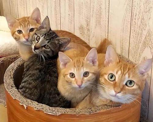 猫咪喂阿莫仙怎么定量