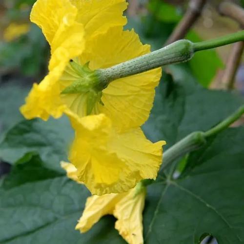 夏丰优719丝瓜好吗