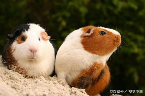 2022豚鼠养殖前景