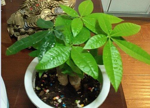 为什么种发财树要很少泥