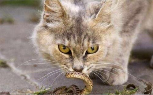 猫和蛇谁厉害