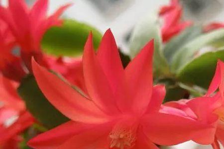 绯花玉嫁接蟹爪兰方法