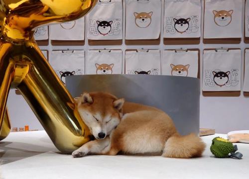 柴犬胆小抓不到怎么办