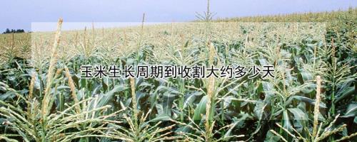 玉米吐穗多少天