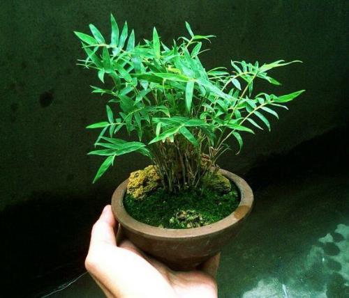 盆栽竹子的种类有几种