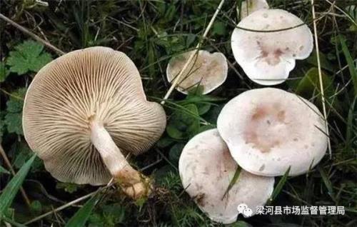 四孢蘑菇和黄斑蘑菇的区别