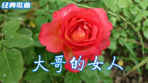 大嫂歌曲完整版