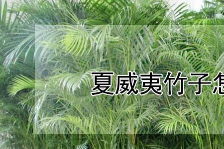 夏威夷竹怎么浇水