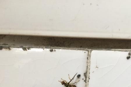 家里进来一直昆虫赶不走好吗
