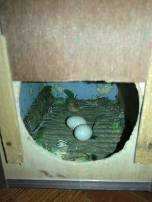牡丹鹦鹉每天孵蛋几小时