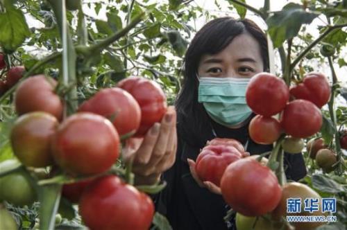 大棚种植西红柿一亩地能挣多少