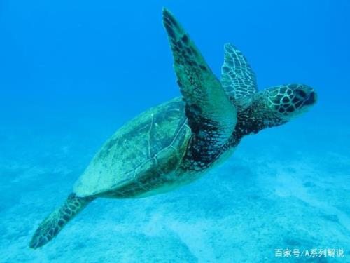 海洋所有动物名字