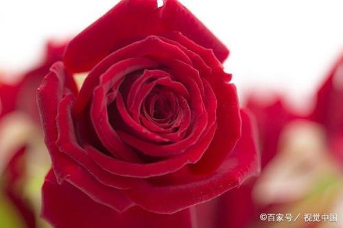 红玫瑰别落泪原唱完整版