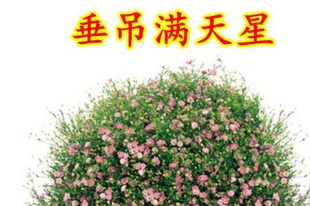 垂吊天竺竹开花是什么样