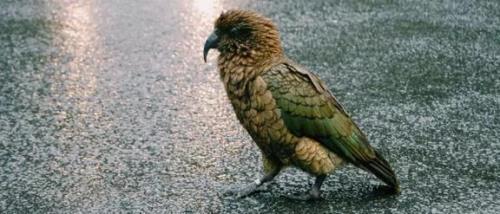 鹦鹉刺客99集大结局