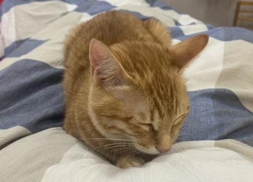 为啥半夜猫会爬到头上叫
