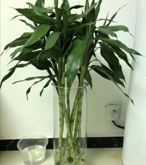 富贵竹底部发粘要洗吗