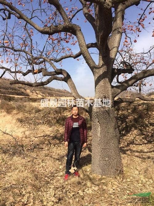 柿树为什么不能种植