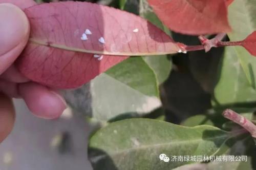 石楠叶尖干枯怎么办