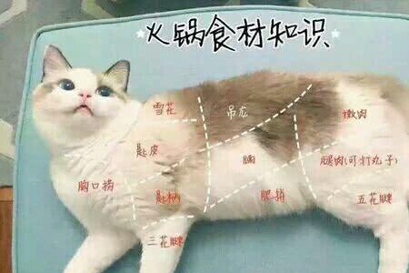 猫肉有什么做法